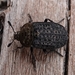 Northern Carrion Beetle - Photo (c) Colin Croft, some rights reserved (CC BY), uploaded by Colin Croft