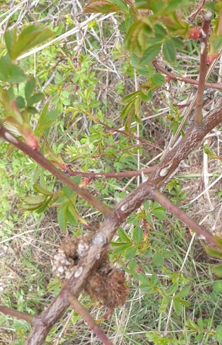 Mossy Rose Gall Wasp
