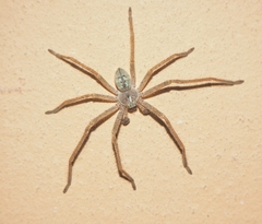 Olios sericeus