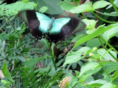 Papilio peranthus