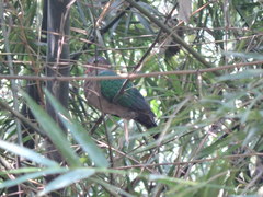 Chalcophaps indica