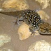 Turner's Thick-toed Gecko - Photo (c) Bernard DUPONT, some rights reserved (CC BY-NC-SA)