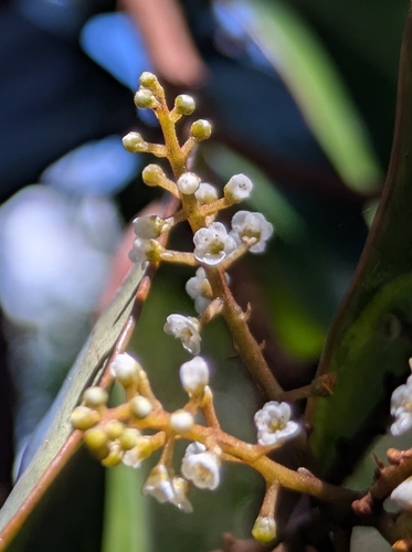 Maesa novocaledonica observed 2026-05-04