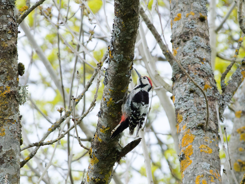 Western White-backed Woodpecker