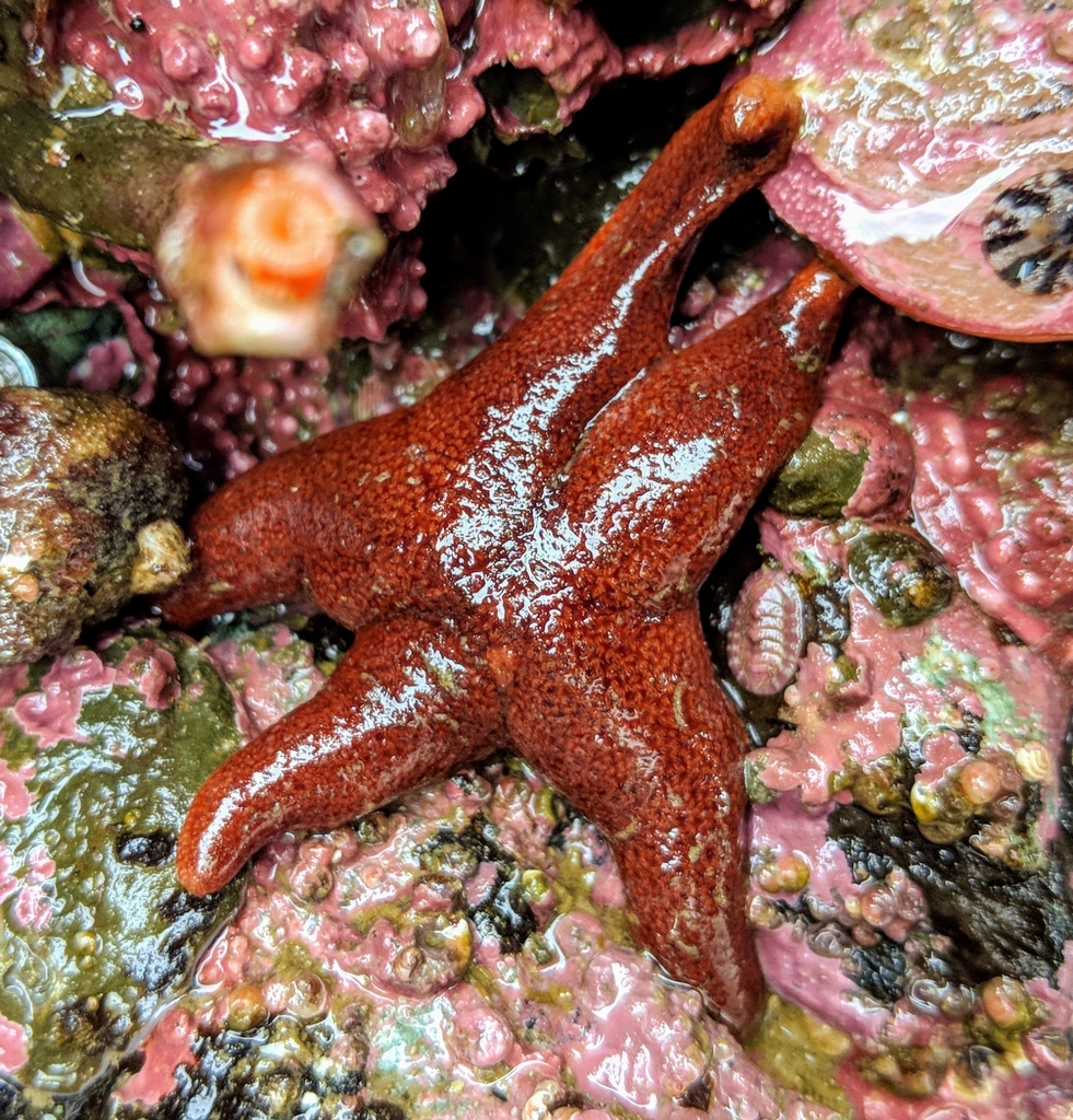 Tumid Henricia