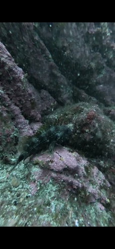 Sea Perch