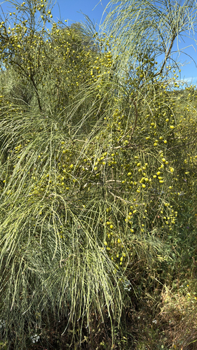 Retama monosperma, photograph 6