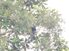 Anorrhinus galeritus