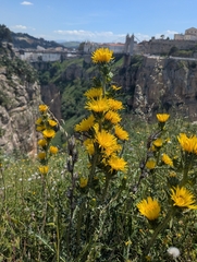 Scolymus grandiflorus, photograph (c) Sam J. Thomas, some rights reserved (CC BY)