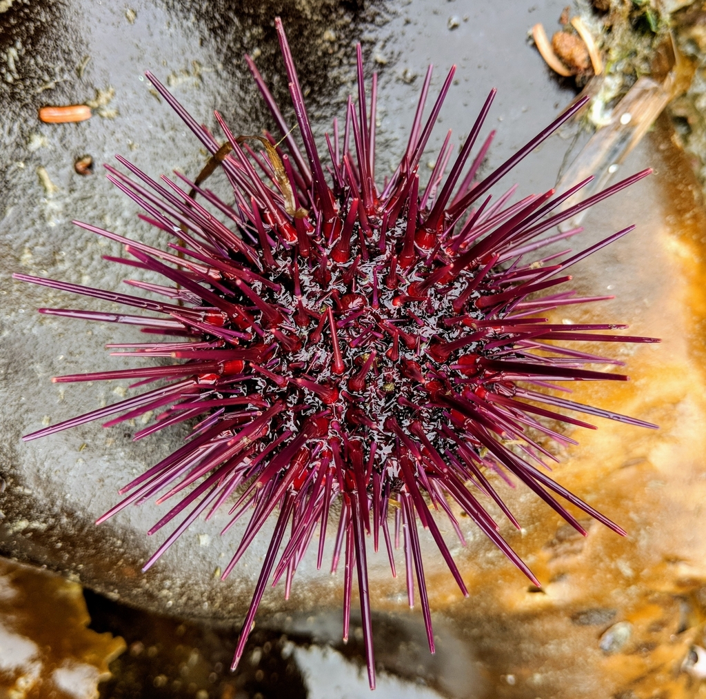sea urchins and sea cucumbers