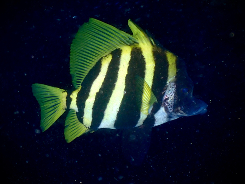 Japanese boarfish (Evistias acutirostris) — Pentacerotidae