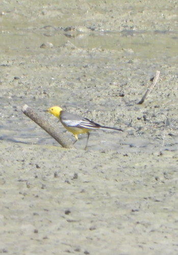 Citrine Wagtail