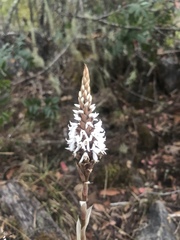 Aulosepalum ramentaceum