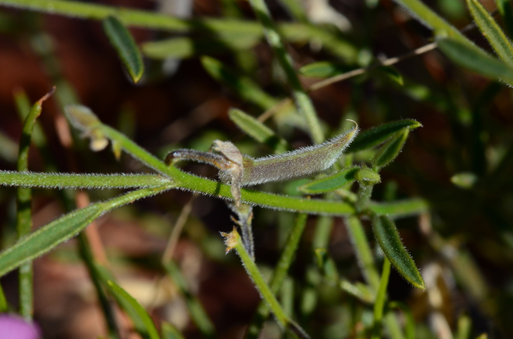 Isotropis parviflora