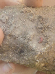 Microphotus angustus