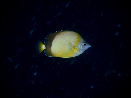 Japanese butterflyfish (Chaetodon nippon) — Chaetodontidae