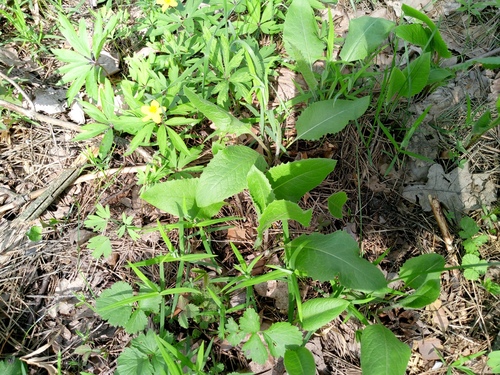 Klasea lycopifolia, photograph 5