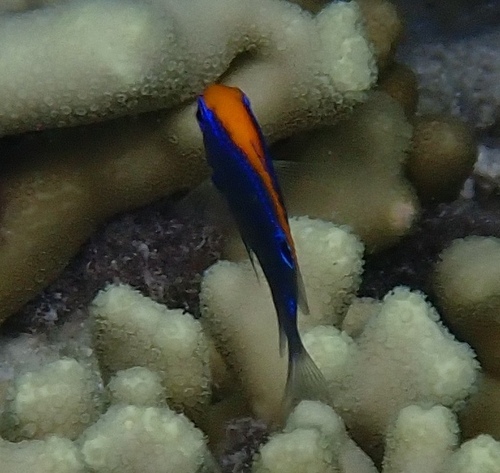 Pomacentrus indicus observed 2026-05-06