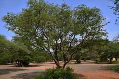 Albizia harveyi