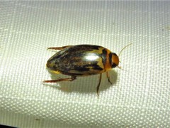 Coptotomus