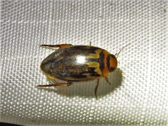 Coptotomus