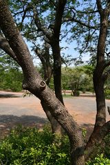 Albizia harveyi