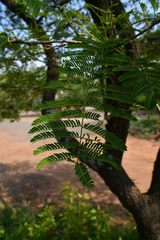 Albizia harveyi