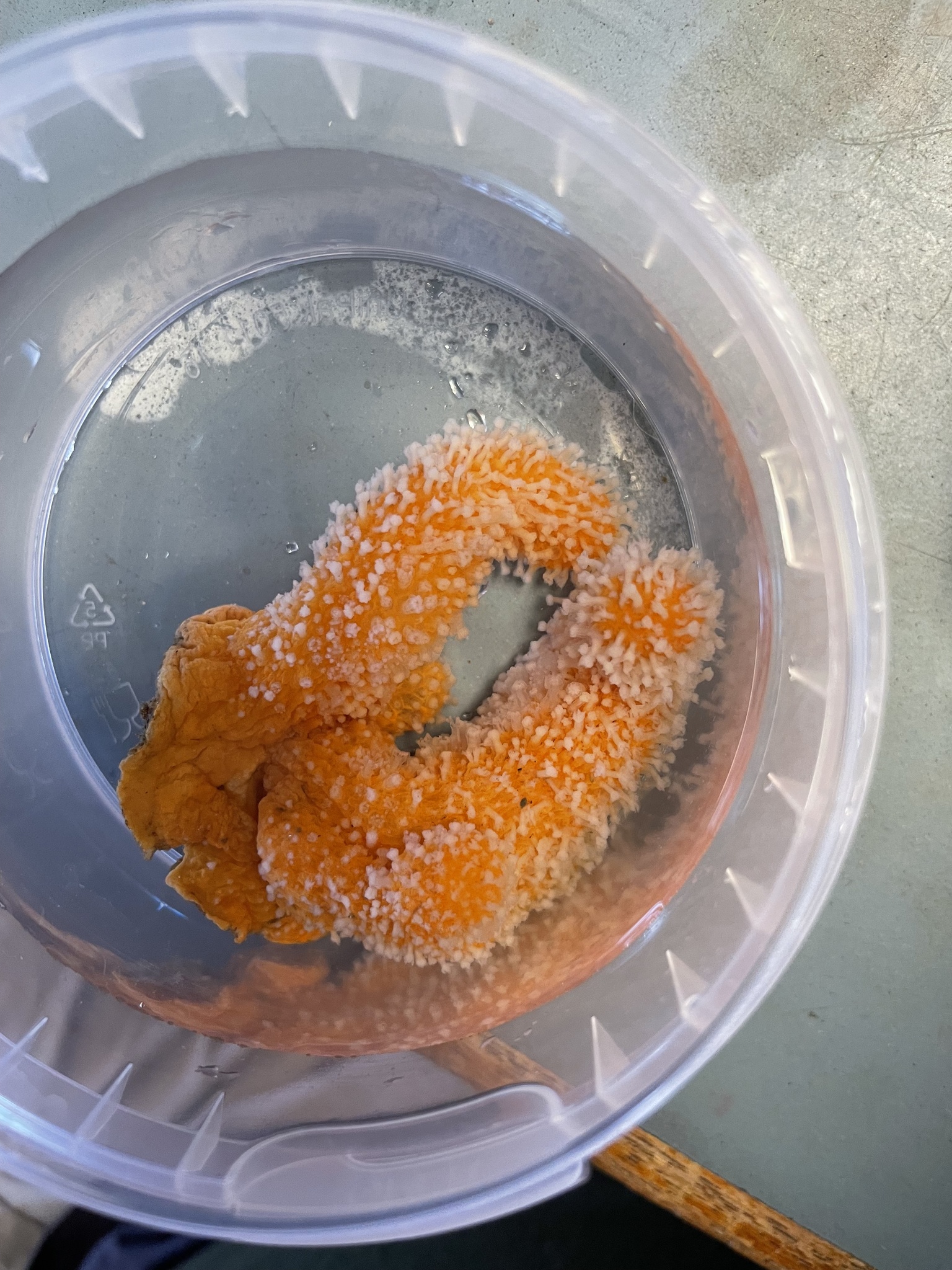 Alcyonium digitatum Linnaeus, 1758