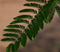 Albizia harveyi