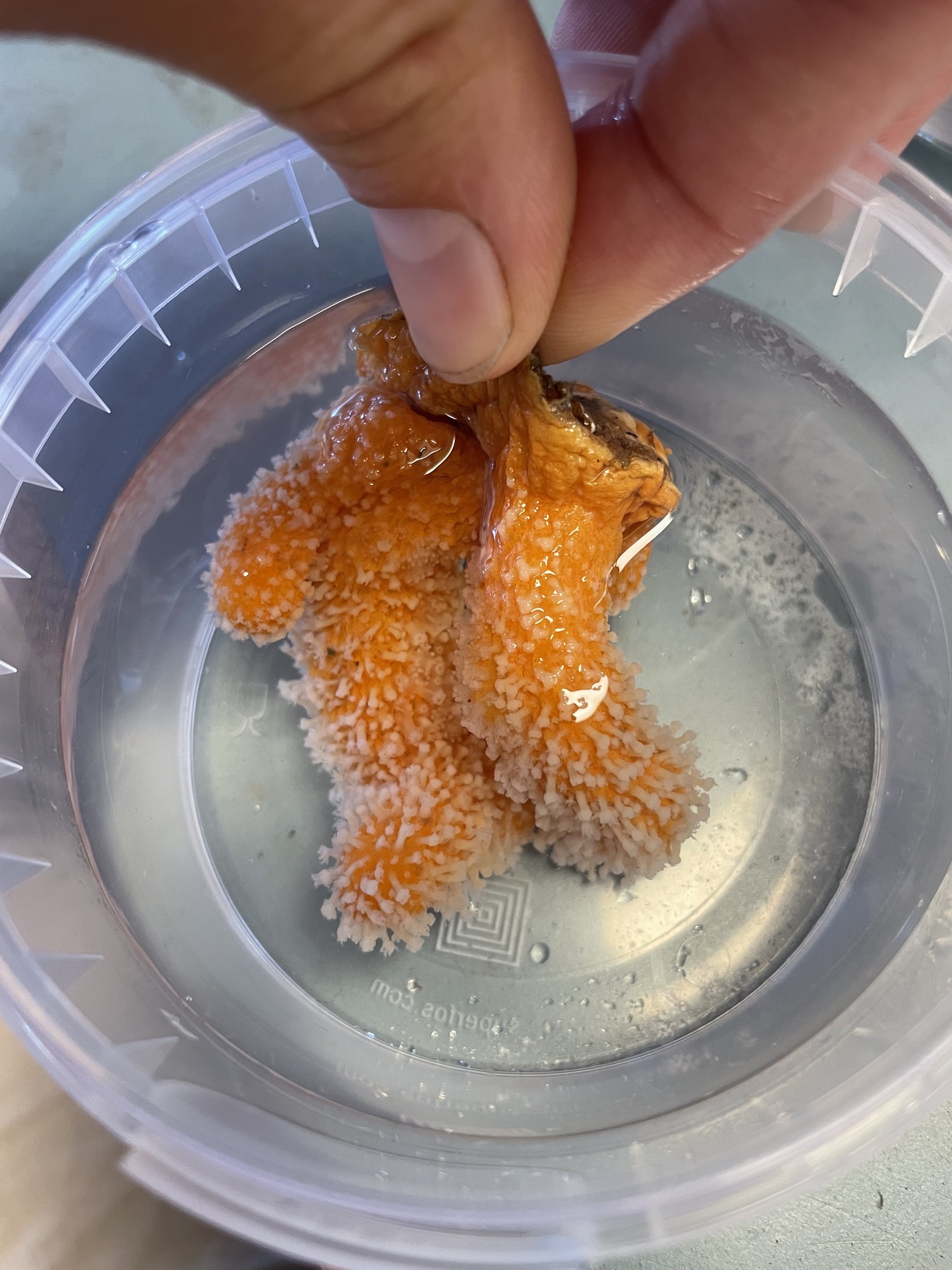 Alcyonium digitatum Linnaeus, 1758