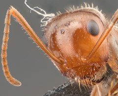 Endiodioctes