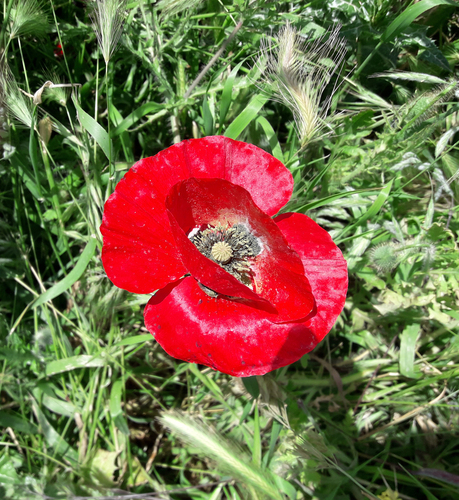 common poppy