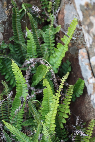 Blechnum australe, photograph 5