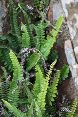 Blechnum australe, photograph (c) Tony Rebelo, some rights reserved (CC BY-SA)