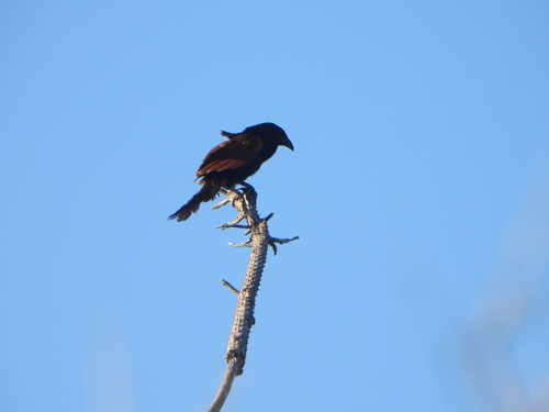 Malagasy Coucal (Centropus toulou), photo 9