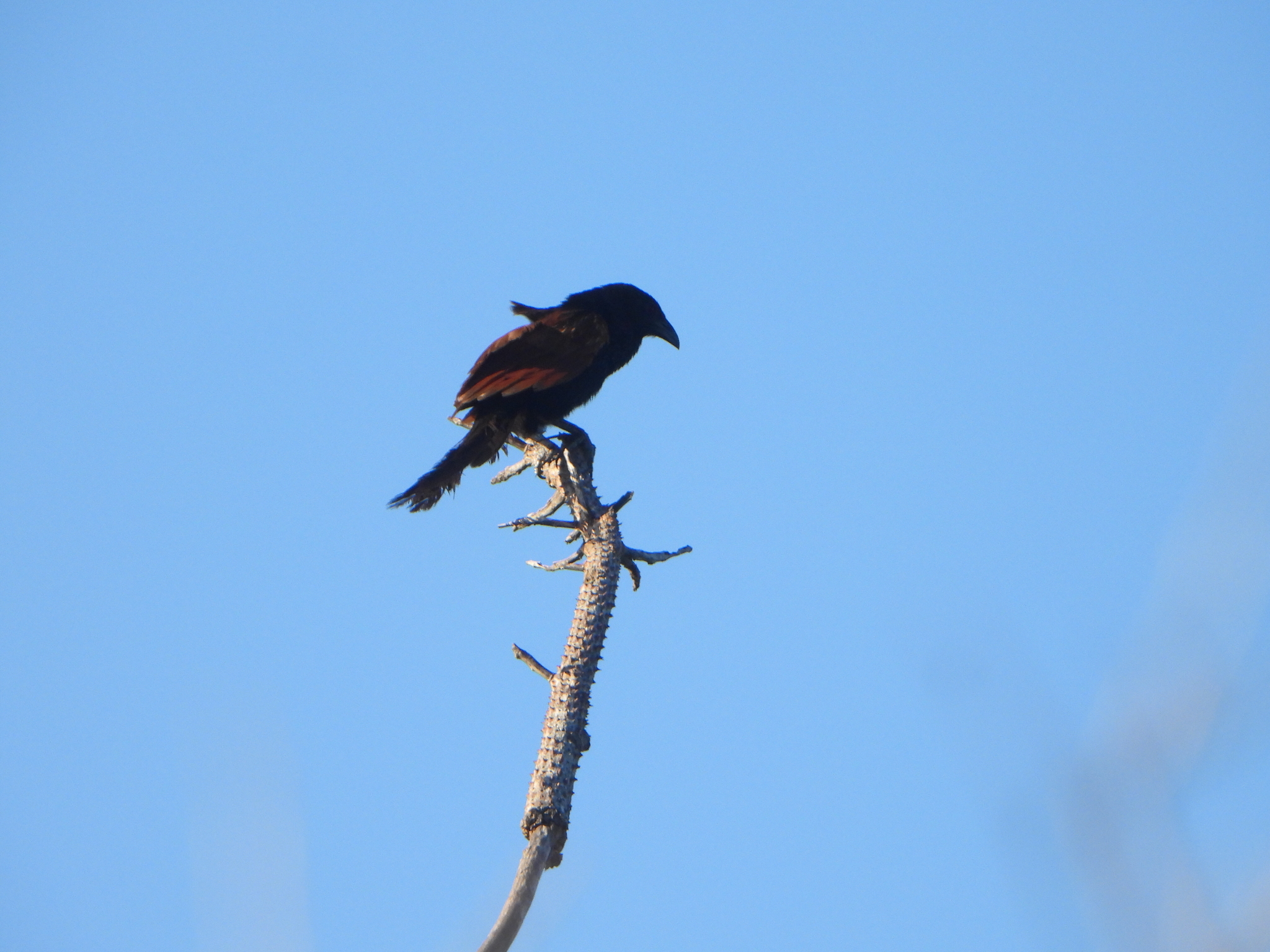 Malagasy Coucal (Centropus toulou), photo 10