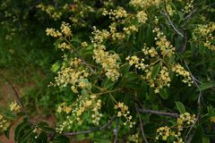 Combretum patelliforme