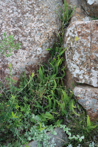 Blechnum australe, photograph 6