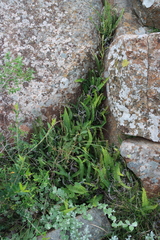 Blechnum australe, photograph (c) Tony Rebelo, some rights reserved (CC BY-SA)