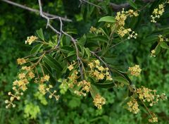 Combretum patelliforme