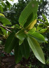 Ficus sansibarica