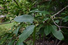 Ficus sansibarica