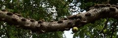 Ficus sansibarica