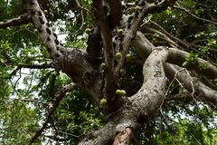 Ficus sansibarica