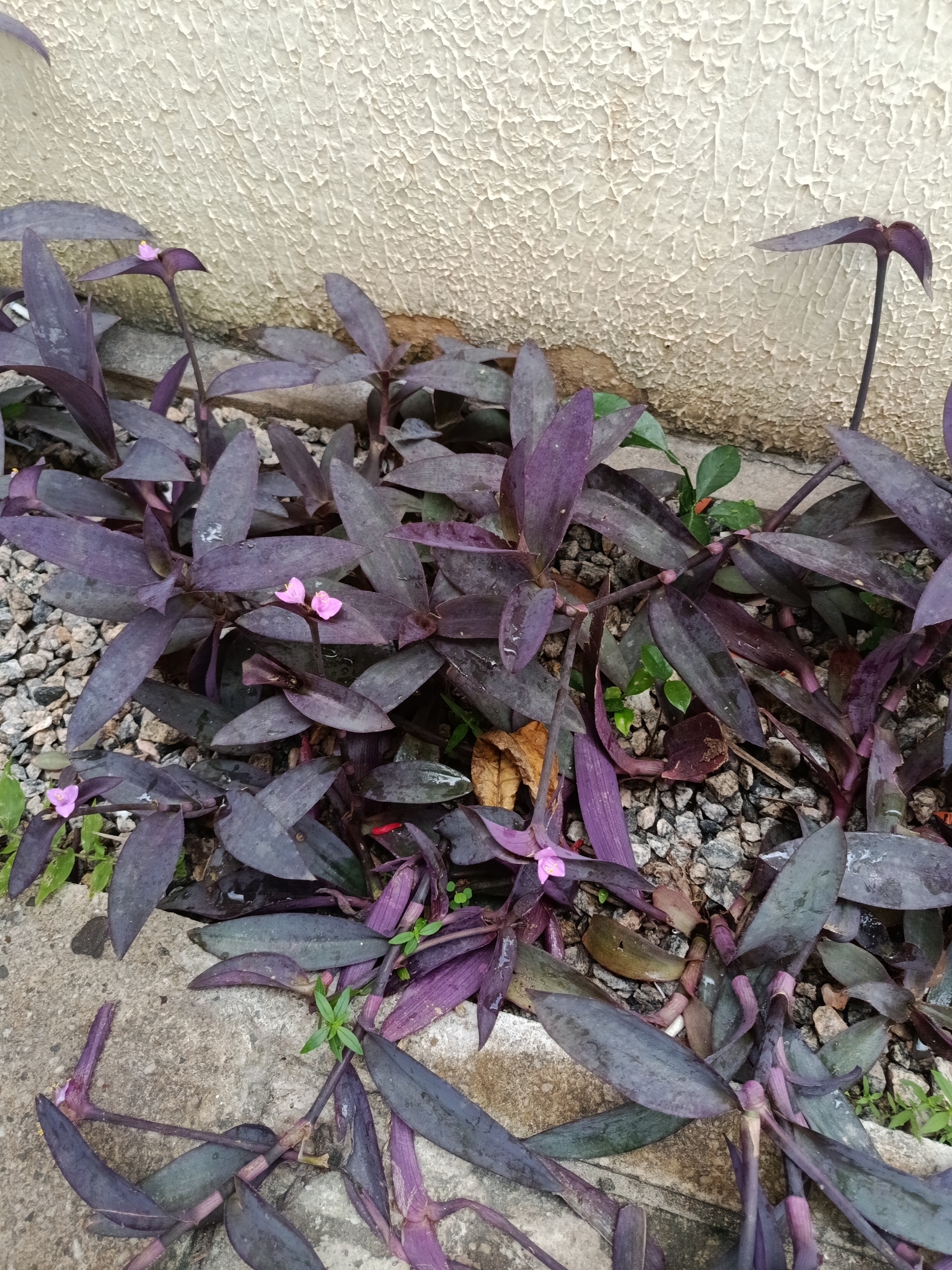 Tradescantia pallida