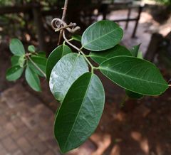 Hippocratea africana