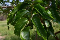 Oncoba spinosa