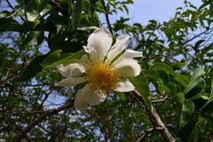 Oncoba spinosa