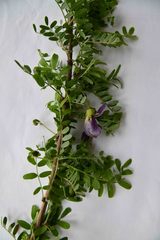 Ormocarpum trichocarpum