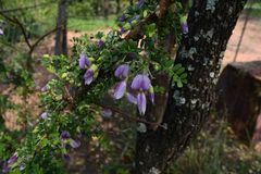 Ormocarpum trichocarpum